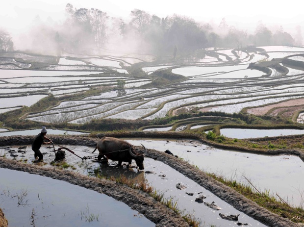 Nông dân cày bằng trâu trên ruộng bậc thang ở Nguyên Dương, tỉnh Vân Nam, Trung Quốc.