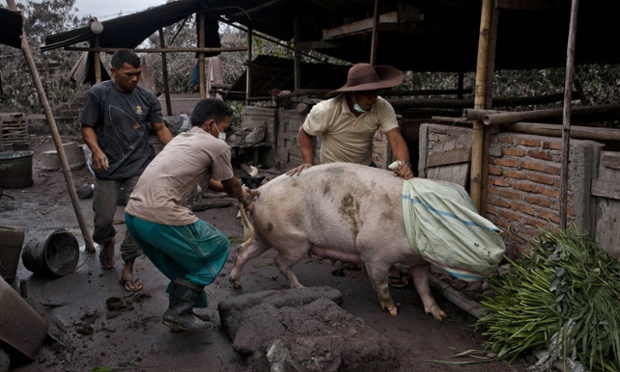 Người dân sơ tán lợn của họ khi tro bụi tiếp tục phun trào từ núi lửa Sinabung  gần ngôi làng Sebintun, Indonesia.