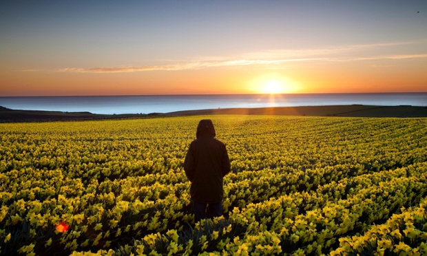 Cánh đồng hoa thủy tiên nở vàng dưới ánh nắng mặt trời ở Aberdeen, Scotland.