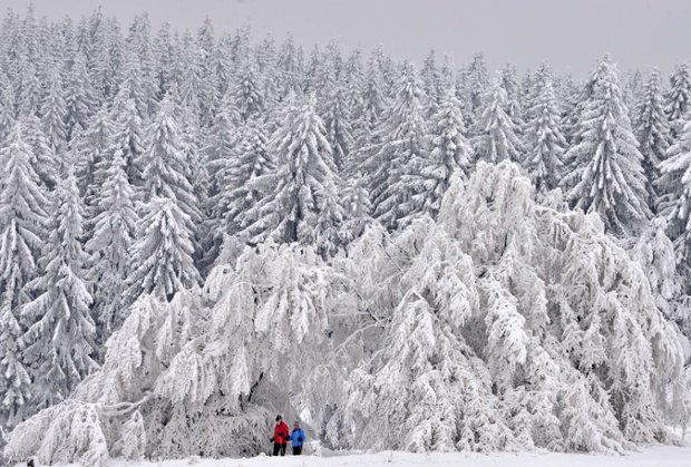 Tuyết phủ trắng rừng cây ở gần Masserberg, Đức.