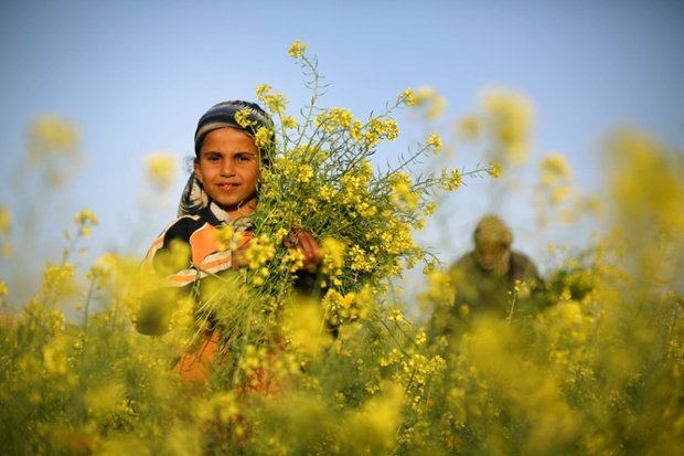 Một bé gái người Palestine thu hoạch hoa mù tạc trên cánh đồng ở Dải Gaza.