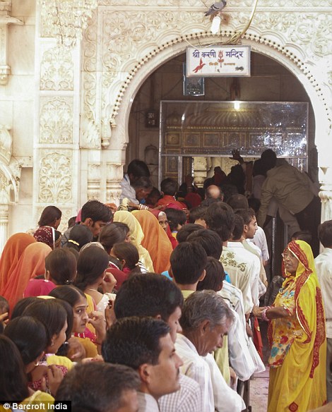 Người xếp hàng để cung cấp những lời cầu nguyện của họ tại đền thờ chuột trong Rajasthan