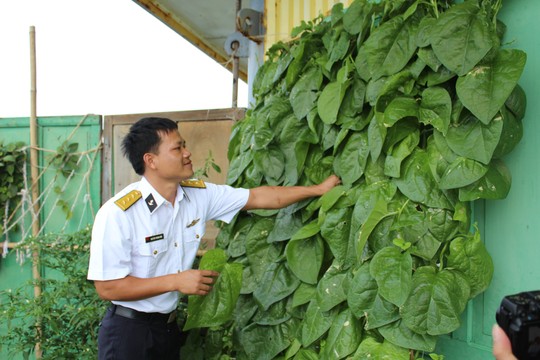 Mồng tơi đột biến to đùng