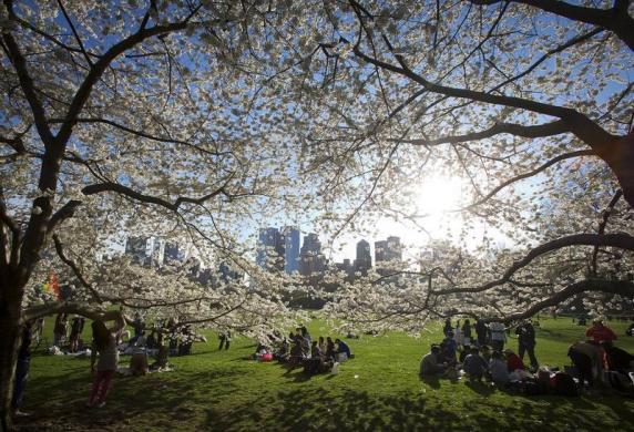 Mọi người tập trung dưới những cây hoa anh đào đang nở rộ tại công viên Trung tâm ở New York, Mỹ.