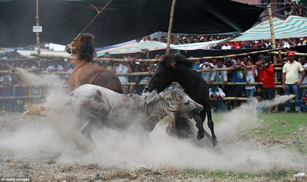 Kinh hoàng với cuộc thi đấu ngựa đẫm máu tại Philippines 9