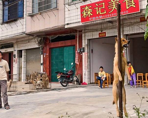 Bức ảnh giết chó mà Văn Mai Hương chia sẻ.
