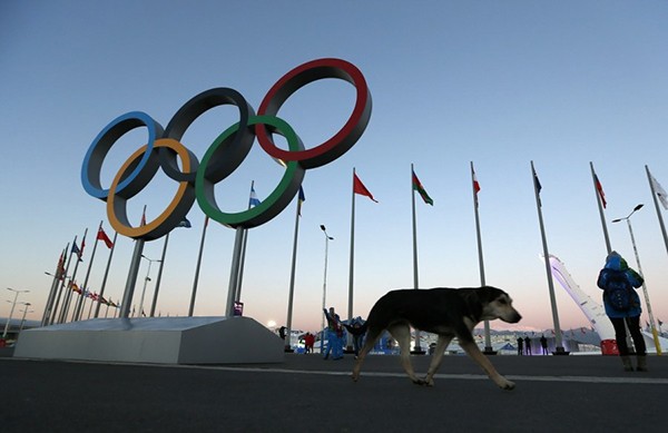 Báo phương Tây mô tả là chó hoang xuất hiện dày đặc ở Sochi