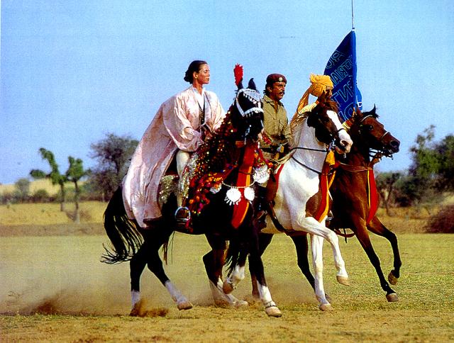 Ngựa tại Ấn Độ chỉ dành cho các con cái của tầng lớp chiến binh: ảnh horsemarwari.com