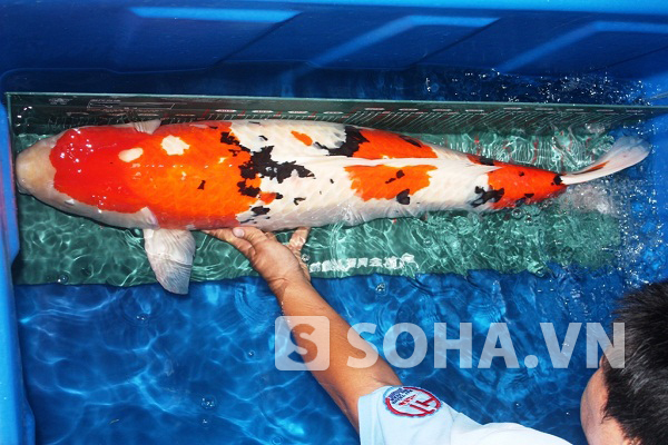 Cá Koi Sanke tuyệt đẹp, với dài chiều dài khủng hơn 1m.