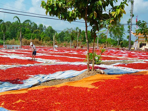 Nông dân tại Phú Yên cũng đang lao đao vì thương lái Trung Quốc ngừng thu mua.