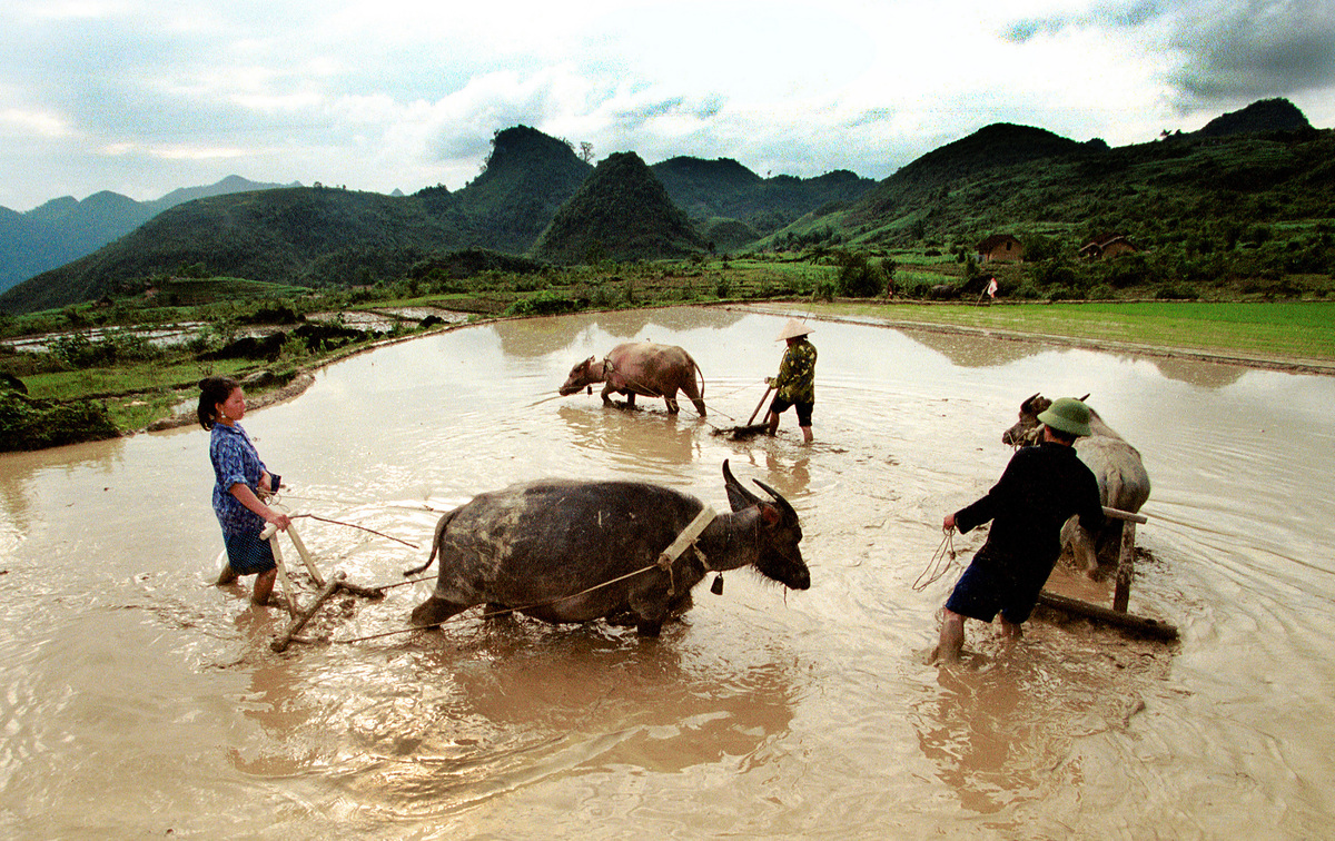 Khung cảnh quen thuộc tại những khu ruộng ở Hà Giang, Việt Nam. Ảnh chụp 5/1/2001. (Châu Đoàn / LightRocket / Getty Images)