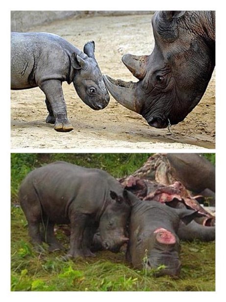 Thu Minh chia sẻ hình ảnh đáng thương của những chú Tê giác.