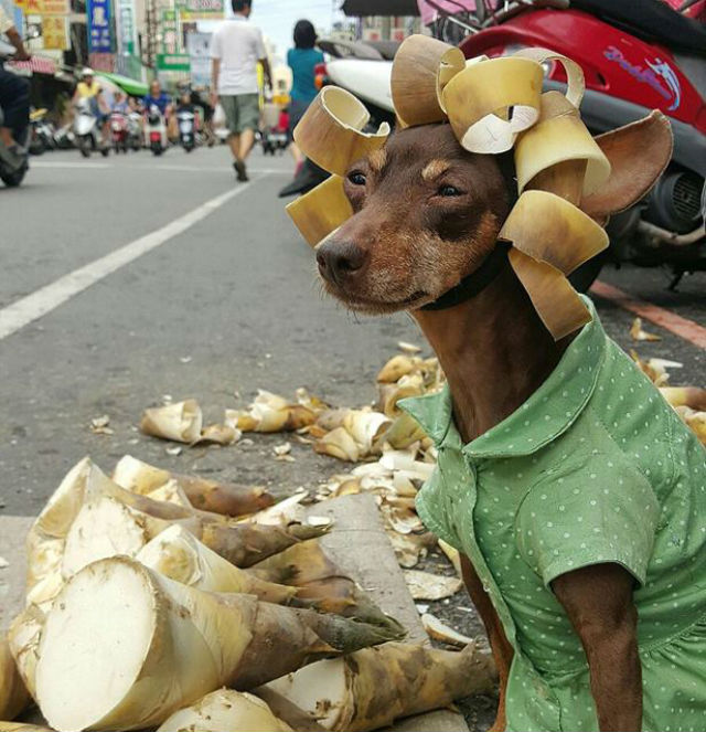 Chú chó "đáng thương" này đã khiến tất cả "đứng ngồi không yên"