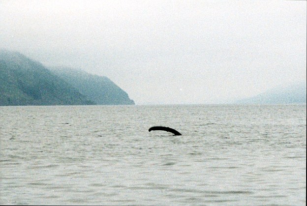 Bằng chứng ‘quái vật hồ Loch Ness’ tồn tại? - Ảnh 7.