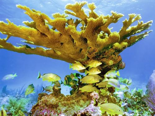 San hô là loài động vật sống thọ nhất Trái đất - Ảnh 1.