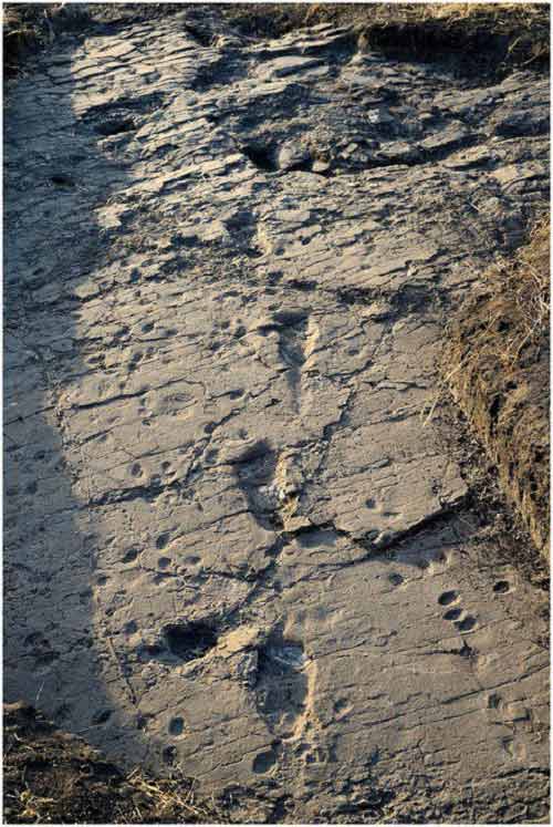 Tìm thấy dấu chân 3,7 triệu năm của những người đầu tiên trên Trái Đất - Ảnh 1.