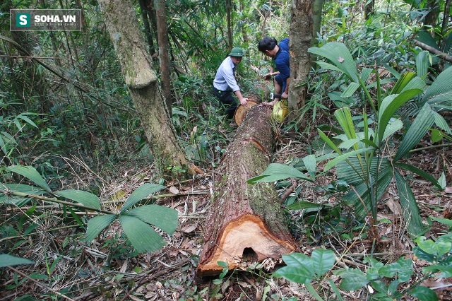 Công bố kết quả điều tra vụ phá rừng Pơmu Quảng Nam: Còn 11 đối tượng bỏ trốn - Ảnh 2.