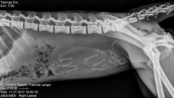 Bộ ảnh chụp X-quang động vật mang thai khiến nhiều người kinh ngạc - Ảnh 8.