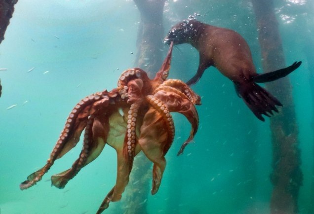 24h qua ảnh: Trận chiến khát máu giữa bạch tuộc và hải cẩu - Ảnh 2.