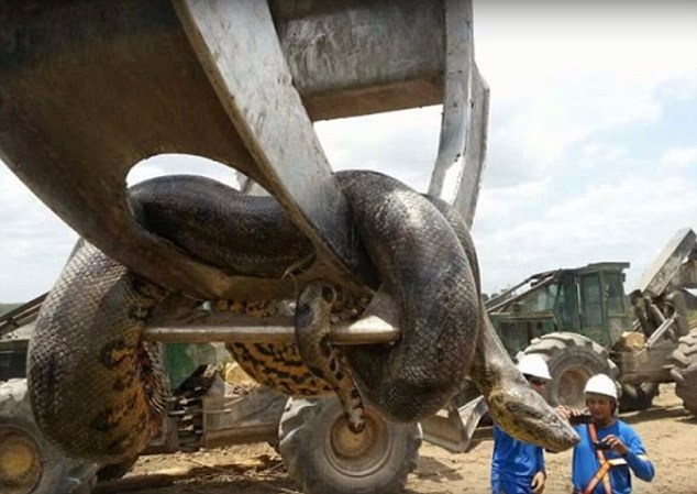 24h qua ảnh: Phát hiện con trăn khổng lồ dài 10m ở Brazil - Ảnh 3.