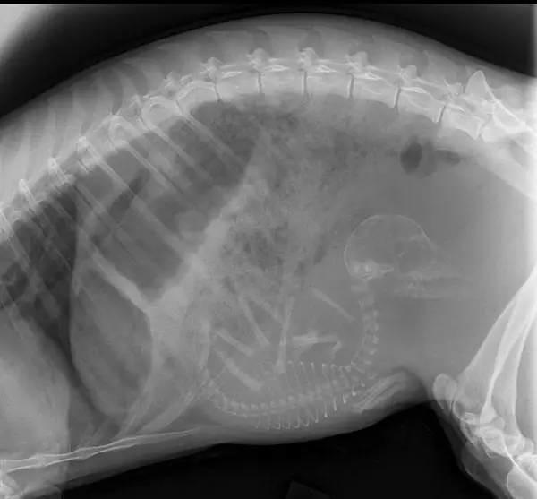 Bộ ảnh chụp X-quang động vật mang thai khiến nhiều người kinh ngạc - Ảnh 9.