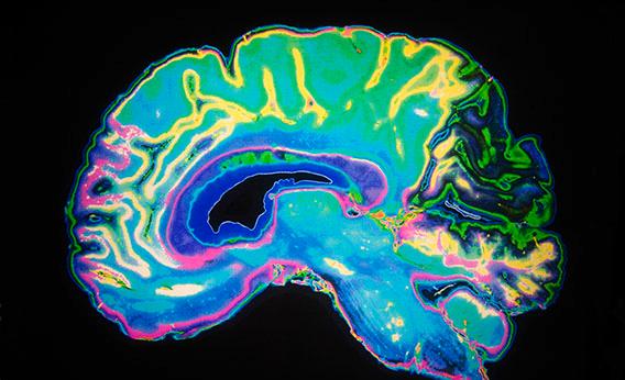 Khoa học đã chứng minh: Bộ não thứ 2 của người nằm trong bụng - Ảnh 3.