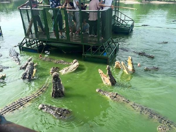 Rợn người cảnh du khách bất chấp an nguy chen chúc cho cá sấu ăn - Ảnh 1.