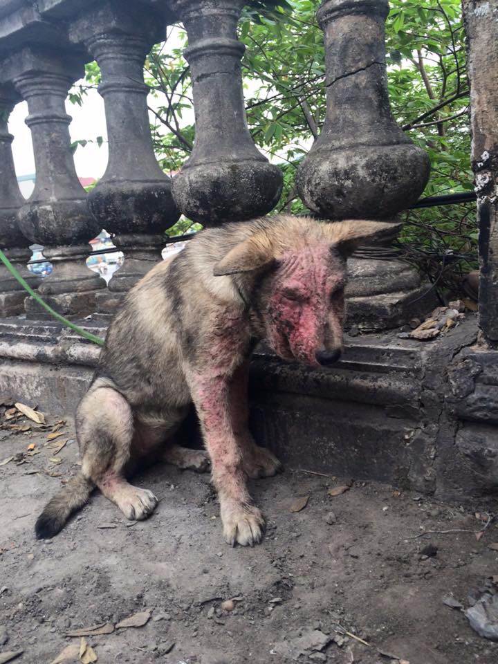 Después de unos meses, el perro con sarna ha cambiado drásticamente - Foto 2.