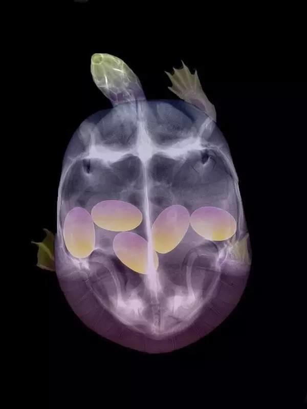 Bộ ảnh chụp X-quang động vật mang thai khiến nhiều người kinh ngạc - Ảnh 2.