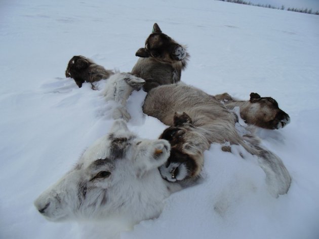 Lại hơn 80.000 con tuần lộc chết ở Siberia vì lý do này! - Ảnh 2.