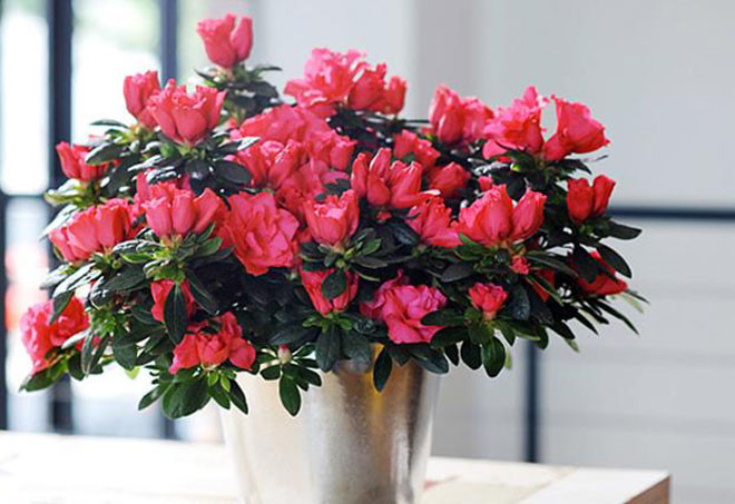 Đắt đến mấy cũng nên mua thêm hoa này đặt trong nhà ngày Tết, tài lộc rủng rỉnh cả năm - Ảnh 2.