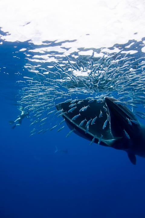 Cá voi khổng lồ suýt nuốt chửng nhiếp ảnh gia - Ảnh 1.