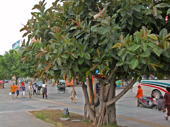 Nếu trước cửa hay trong vườn nhà có cây này, tốt nhất hãy chặt ngay cho lành! - Ảnh 3.