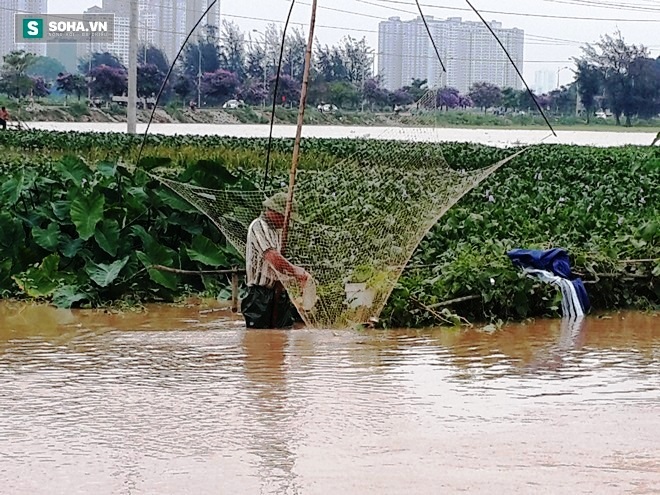 Đổ xô bắt cá sau ngập nặng ở Hà Nội, nhiều người kiếm tiền triệu - Ảnh 2.