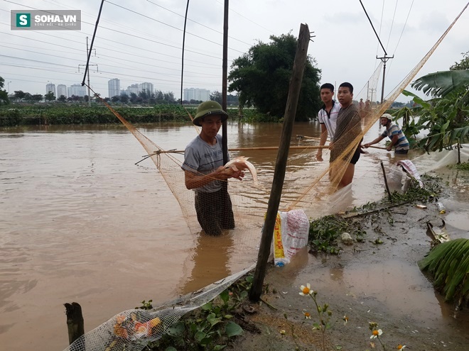 Đổ xô bắt cá sau ngập nặng ở Hà Nội, nhiều người kiếm tiền triệu - Ảnh 6.