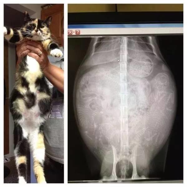 Bộ ảnh chụp X-quang động vật mang thai khiến nhiều người kinh ngạc - Ảnh 3.