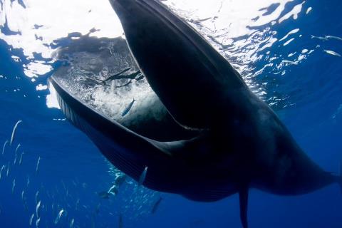 Cá voi khổng lồ suýt nuốt chửng nhiếp ảnh gia - Ảnh 2.