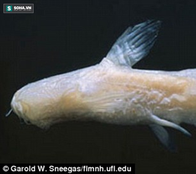 Mỹ phát hiện loài cá màu hồng không có mắt cực kỳ quý hiếm - Ảnh 3.