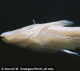 Mỹ phát hiện loài cá màu hồng không có mắt cực kỳ quý hiếm - Ảnh 4.