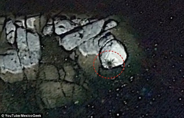 Google Earth phát hiện sinh vật khổng lồ ở ngoài khơi Mexico - Ảnh 1.
