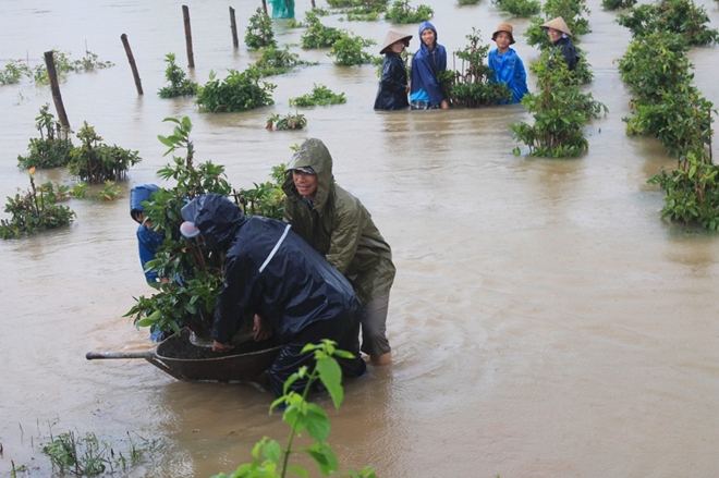 “Thủ phủ” mai vàng vật vã chạy lũ - Ảnh 5.