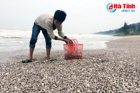 Hàng tấn lộc trời chất đống ở bờ biển Hà Tĩnh, người dân kiếm cả triệu/ngày - Ảnh 2.