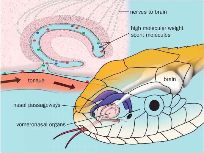 Слух рептилий. Орган Якобсона у змей. Нервная система и органы чувств рептилий. Органы слуха рептилий строение. Якобсонов орган у рептилий.