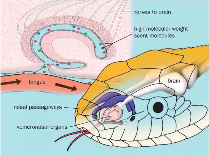 Обоняние у пресмыкающихся. Орган Якобсона у змей. Нервная система и органы чувств рептилий. Орган обоняния рептилий. Органы обоняния у пресмыкающихся.