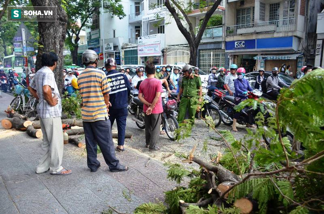 3 người bị nhánh cây me tây đè trúng ở đường phố Sài Gòn - Ảnh 3.
