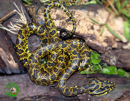 4 loài rắn cực độc được tìm thấy nhiều nhất ở Fansipan - Ảnh 2.