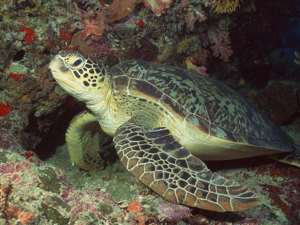 8 chữ giúp sống gần 100 tuổi: Có thật, không phải lý thuyết!