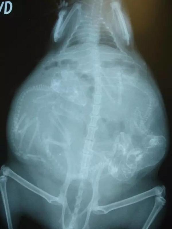 Bộ ảnh chụp X-quang động vật mang thai khiến nhiều người kinh ngạc - Ảnh 5.