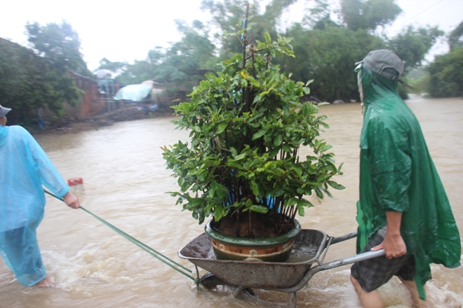 “Thủ phủ” mai vàng vật vã chạy lũ - Ảnh 10.