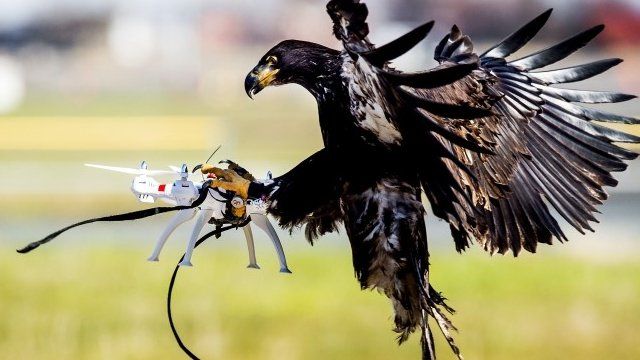 Dùng chim đại bàng săn UAV gây mất an ninh - Ảnh 3.